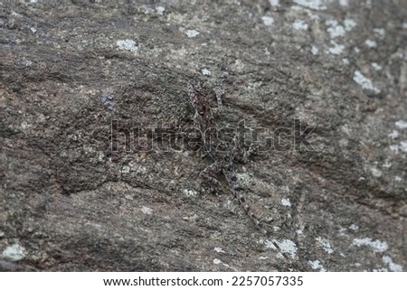                 Lizard camouflaged to look like a rock                 Royalty-Free Stock Photo #2257057335