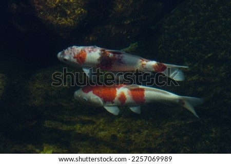 Koi blister infectious scale disease Furunculosis ulcer disease