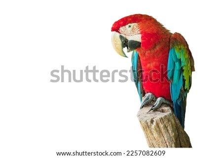 Scarlet Macaw Bird on branch Royalty-Free Stock Photo #2257082609
