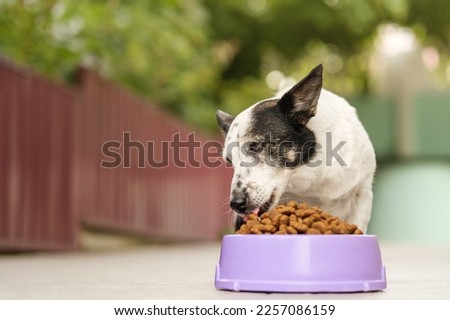 The dog eats food from a large bowl. Black and white dog, mongrel. Royalty-Free Stock Photo #2257086159