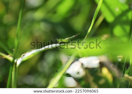 Meadow Grasshopper (Chorthippus parallelus),Grasshopper in grass on meadow in summer morning,small grasshopper, selected focus, grasshopper in the garden.selective focus. Royalty-Free Stock Photo #2257096065
