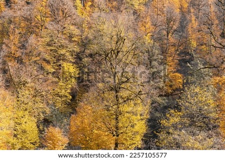 Beautiful autumn forest with yellow leaves. Azerbaijan.