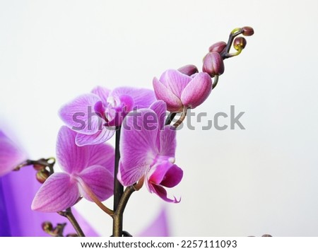 Purple orchid closeup.
Purple flower orchid, Orquidea on white background. Selective focus. There is a place for your text. Royalty-Free Stock Photo #2257111093