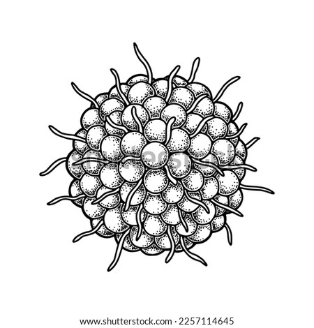 Hand drawn varicella zoster virus isolated on white background. Realistic detailed scientifical vector illustration in sketch stile Royalty-Free Stock Photo #2257114645