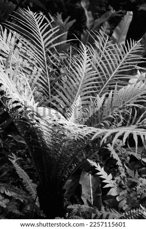 Beautiful leafy summer ferns growing in the meadow in a black and white monochrome.