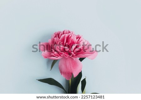 Beautiful peony composition on pastel blue paper, flat lay. Creative floral image, stylish greeting card. Fresh pink peony flowers on blue background, moody wallpaper