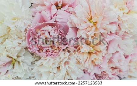 Beautiful peonies banner. Stylish floral greeting card with space for text. Gentle pastel pink peony flowers composition, moody image. Peony wallpaper