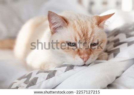 Pale domestic cat on the bed with a zigzag sheet. Pet in Scandinavian-style bedroom. Pets-friendly hotel or home. Adoption and welfare concept.  Kitty heating indoors.  A sunny winter day at home. Royalty-Free Stock Photo #2257127215