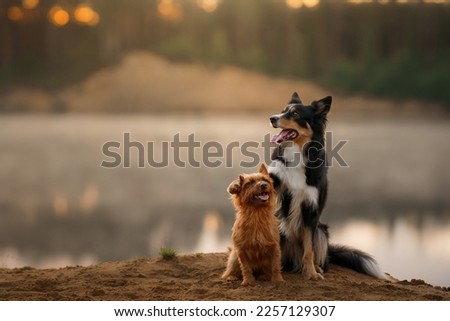 Dogs on the sandy beach at dawn. Australian Terrier and and a border collie in nature. Beautiful pet at foggy lake 