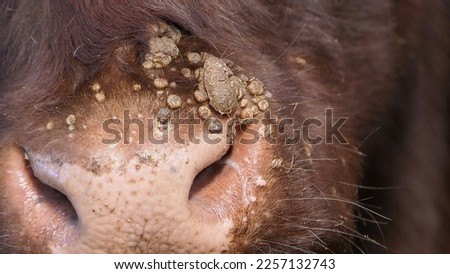 Cow with warts caused by an infectious and contagious virus bovine papilloma virus BPV in a Cattle shed Royalty-Free Stock Photo #2257132743