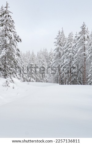 Snow covered pine forest in sweden