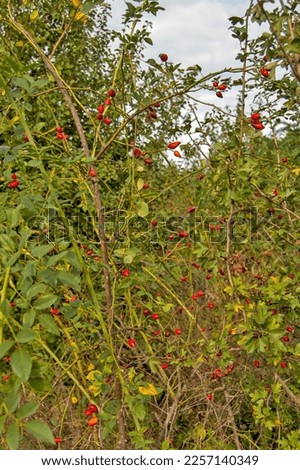 A tree with lots of rose hips waiting to be picked. Excellent marmalade is made from it.