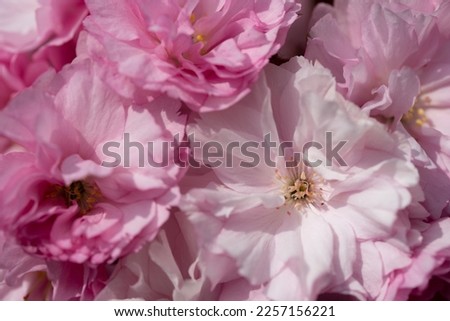 Japanese cherry blossoms form a background. The pink flowers grow side by side in spring.