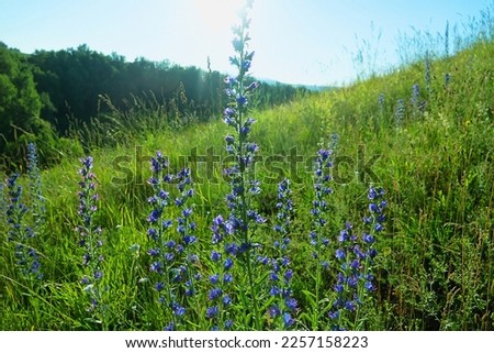 Viper's bugloss (Echium vulgare) in Altai mountains. Baleful weeds, all parts of plant contain cynoglossin (curare-like nerve poison). As medicinal plants have soothing, anticonvulsant properties Royalty-Free Stock Photo #2257158223