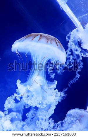 Picture of jellyfish inside aquarium