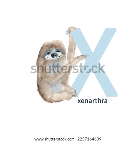 Letter X, xenarthra, cute kids animal ABC alphabet. Watercolor illustration isolated on white background. Can be used for alphabet or cards for kids learning English vocabulary and handwriting.
