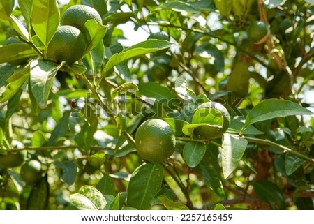 Orange garden background. Green fruits and leafs of the tangerine tree for publication, design, poster, calendar, post, screensaver, wallpaper, postcard, banner, website. High quality photography