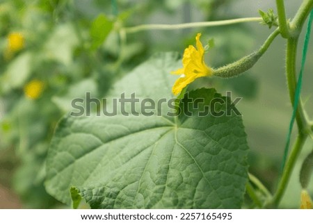 Cucumber plants with green gherkins and yellow flowers in greenhouse, closeup. Organic food. Ripening cucumbers for publication, poster, screensaver, wallpaper, banner, cover, post. High quality photo