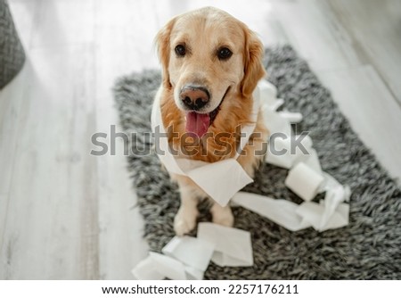 Golden retriever dog playing with toilet paper in bathroom on floor and looking at camera. Purebred doggy pet making mess with tissue paper at lavatory Royalty-Free Stock Photo #2257176211