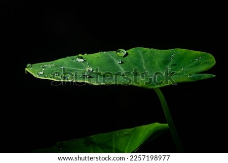 Beautiful drops of transparent rain water on a green leaf macro, Water drop on green leaf isolated on black background. Elephant ear leaves for background, Tropical green banana taro leaf.