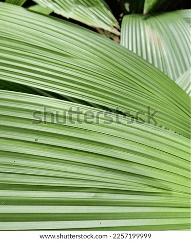 foliages green plant palm garden color abstract