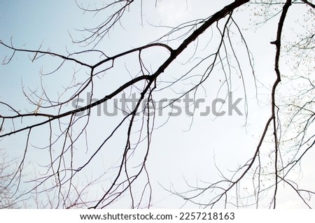 Simplified tree with only bare branches remaining from winter