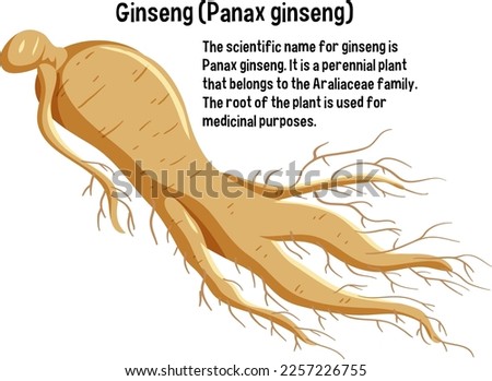 Ginseng (Panax Ginseng) with explanation illustration
