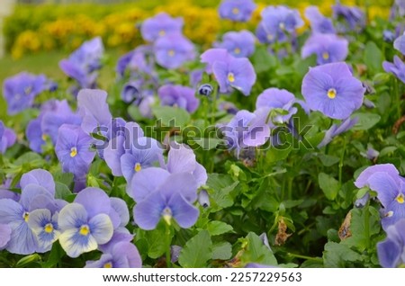 an Viola wittrockiana blue flowers with green