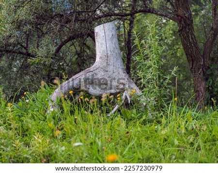Stump dead tree in forest. interesting, beautiful. This has clipping path. High quality photo for background. 