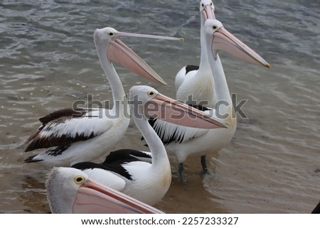 Australian Pelican (Pelecanus conspicillatus), San Remo, Victoria, Australia. Royalty-Free Stock Photo #2257233327