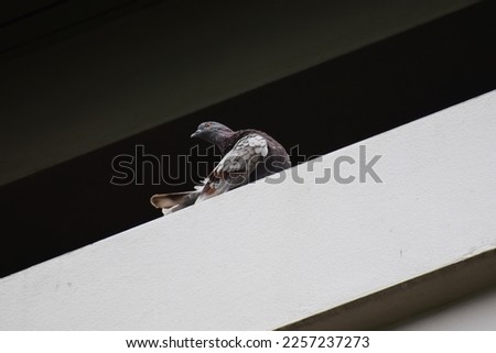 Close up of pigeon perching on building,. Local bird carrier disease Cryptococcus neoformans,Pigeon Perched On A Building,Foreground background perspective photography of pigeon bird perched .