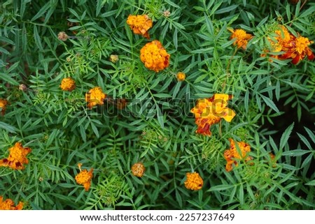 Beautiful exotic plant. Top and close up view of Marigold flower. Mostly grows in tropical climate. Commonly planted in garden to bring colour of sunshine. A very popular kind of flower among botanist