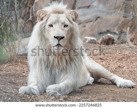 White African lion lying around at wildlife park. White lions are a naturally occurring color variation and this male has amazing eyes and is staring at camera. Royalty-Free Stock Photo #2257246825