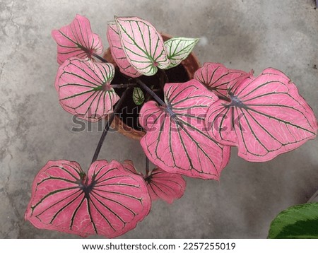 Strawberry Caladium live plant. Ornamental yam tree. Has red leaves that can attract die-hard fans of ornamental yam trees.