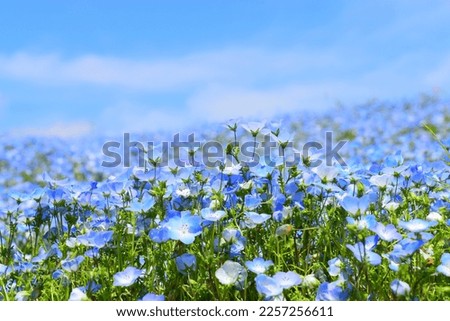 Nemophila field in full bloom
