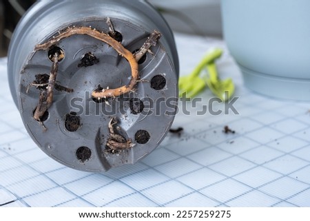 The roots of the house plant stick out of the pot through drainage holes, rot on a healthy root. The need for a plant replant. Transplanting and caring for a home plant, rhizome, root rot Royalty-Free Stock Photo #2257259275