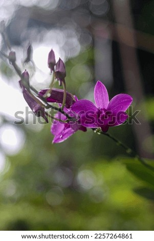 Photos of orchid plants that have bloomed and some that have not yet bloomed, these plants grow in the home garden, have beautiful purple flowers suitable for home or room decoration.