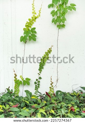 ivy isolated on a white wall background.