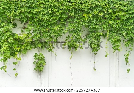 ivy isolated on a white wall background. Royalty-Free Stock Photo #2257274369