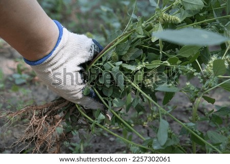 A hand removes weeds in the garden. Gardening concept
