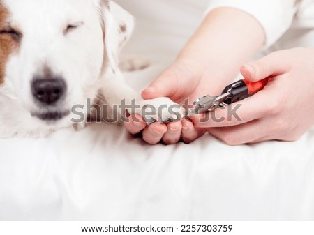 The dog's nails are being trimmed. The dog covered his eyes in pleasure . Pet grooming .