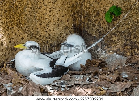 Close up of a White-tailed tropicbirds (Phaethon lepturus) with chick at Cousin island, Seychelles  Royalty-Free Stock Photo #2257305281