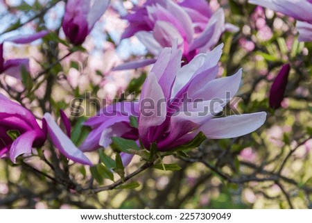 Flower of Magnolia liliiflora, also known as lily magnolia or purple magnolia on a blurred background in sunny windy weather, close-up in selective focus
