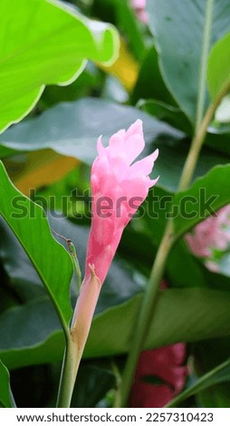 Beautiful blooming pink ginger flower, with green leaves in the background.