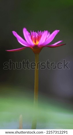 Blooming pink lotus flower with blurry green background, image for mobile phone screen, display, wallpaper, screensaver, lock screen and home screen or background  
