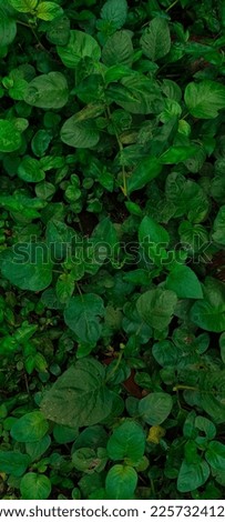 Spinach background full image, green and fresh 