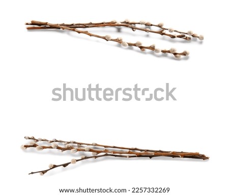 Pussy willow branches isolated on white background Royalty-Free Stock Photo #2257332269