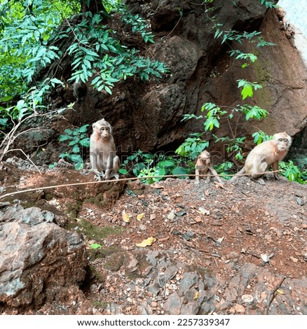 Monkey Street and Monkey Cave in Phuket Thailand - Asia