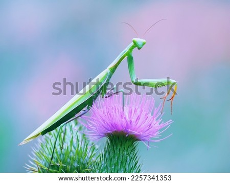 praying mantis hunter prey stealth macro nature
 Royalty-Free Stock Photo #2257341353