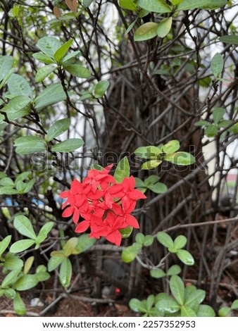 Ixora is a genus of flowering plants in the family Rubiaceae. It is the only genus in the tribe Ixoreae